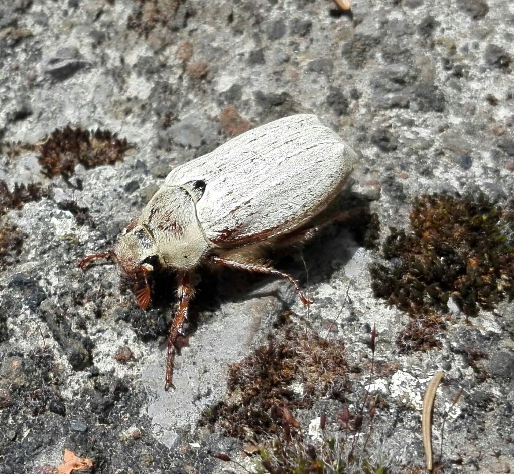 Maggiolino var. farinosus? Melolontha melolontha, femmina (f.ma albida?)