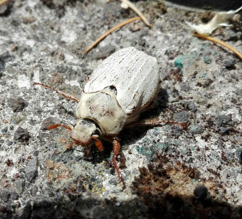 Maggiolino var. farinosus? Melolontha melolontha, femmina (f.ma albida?)