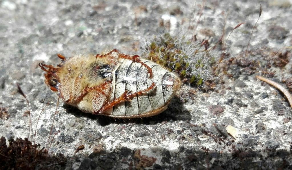 Maggiolino var. farinosus? Melolontha melolontha, femmina (f.ma albida?)