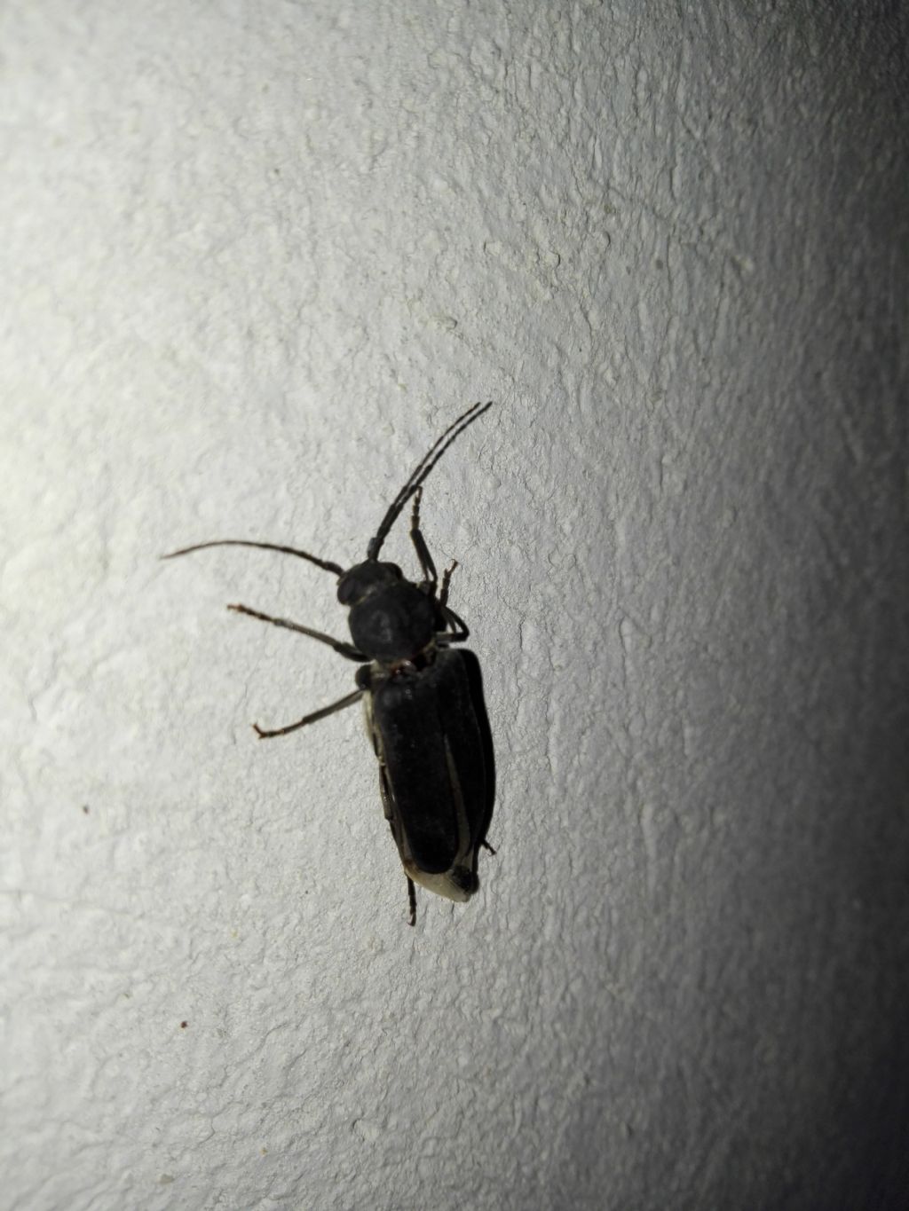 Cerambycidae?  S, Arhopalus sp. (A. ferus o A. syriacus)