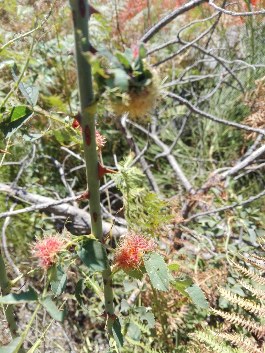 Cynipidae: galle di Diplolepis rosae? S.