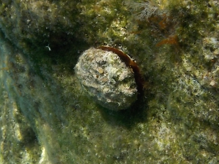 mollusco grande a Cefalonia