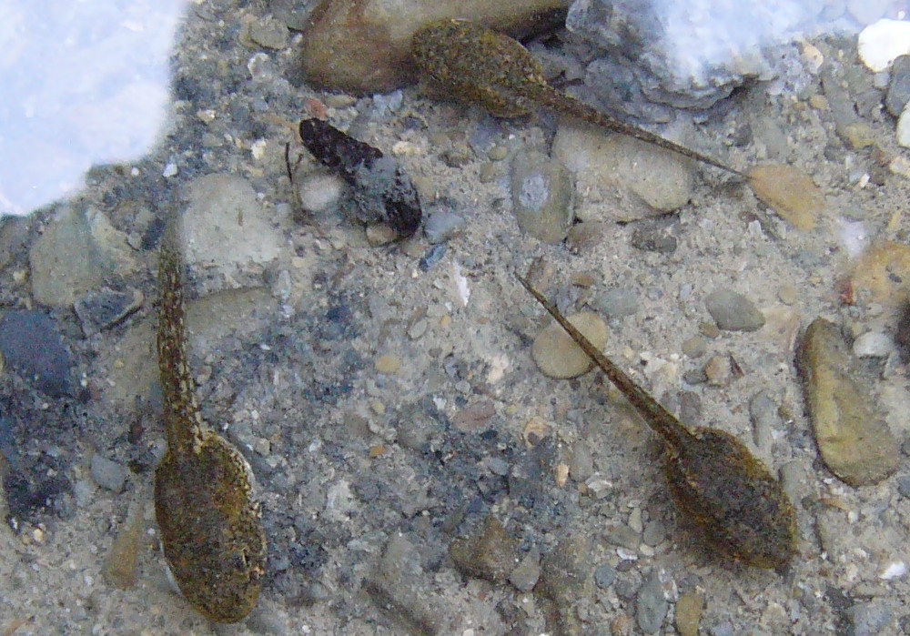 Pelophylax cerigensis, & Co.