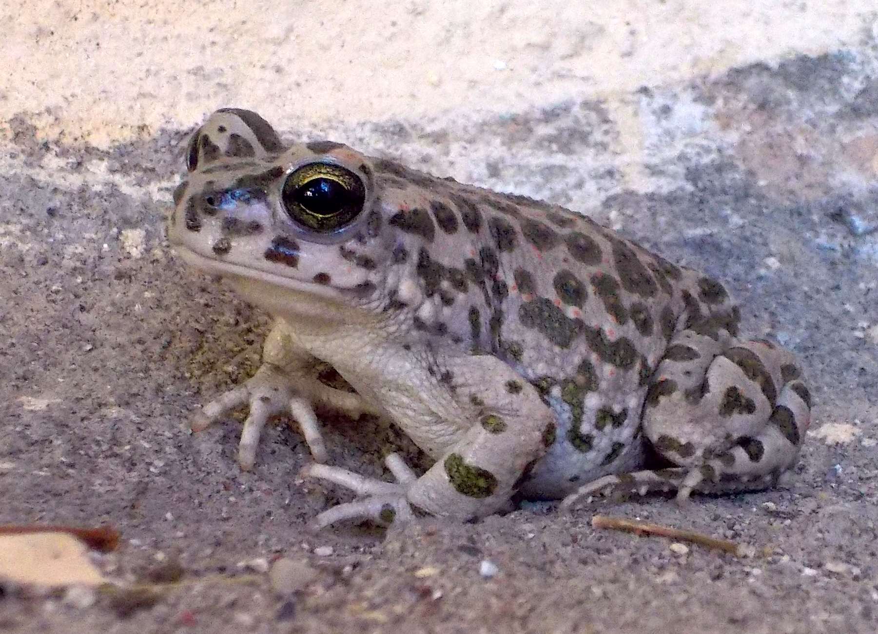 Ranetta di Rodi - Bufotes variabilis