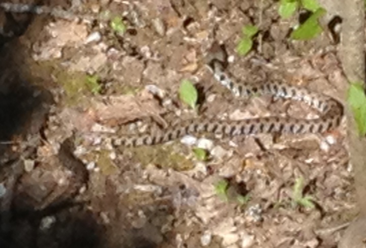 vipera?