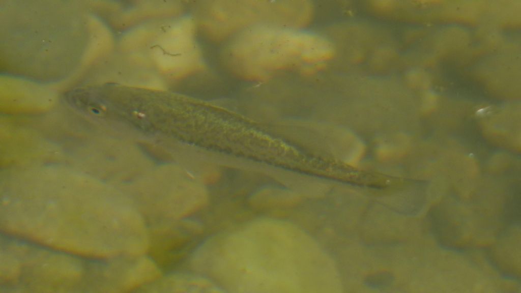 gionane di Persico trota (Micropterus salmoides)