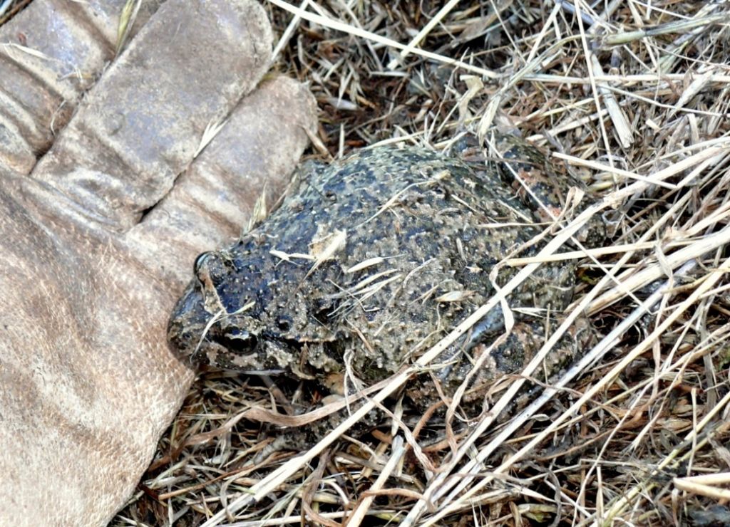 Discoglossus sardus e Pelophylax sp.; abbeveratoio sardo