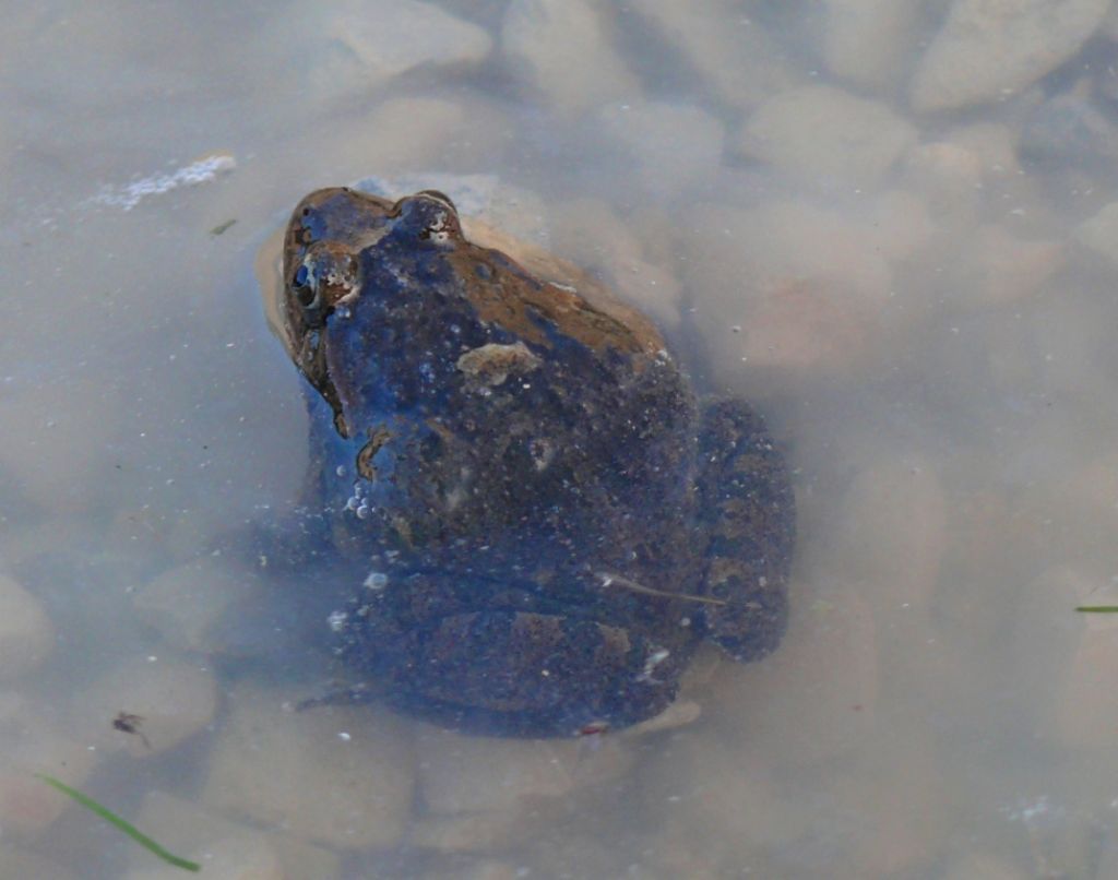 Discoglossus sardus e Pelophylax sp.; abbeveratoio sardo