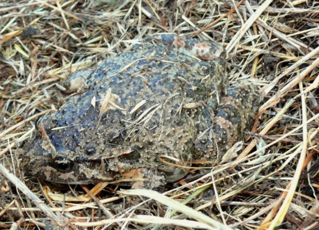 Discoglossus sardus e Pelophylax sp.; abbeveratoio sardo