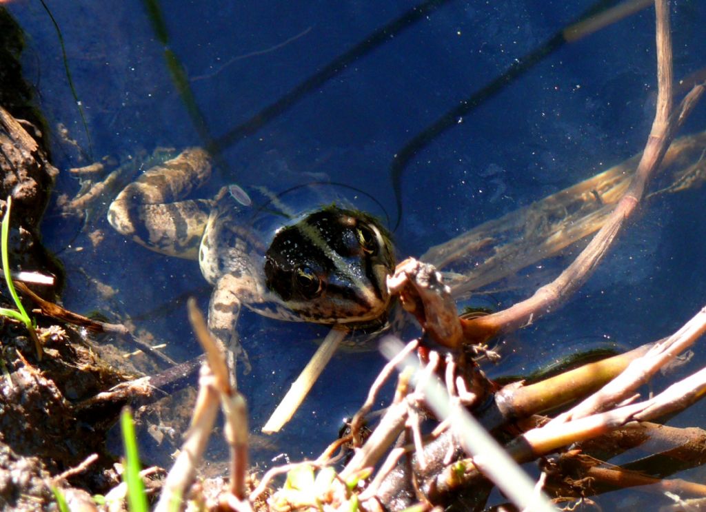 Discoglossus sardus e Pelophylax sp.; abbeveratoio sardo