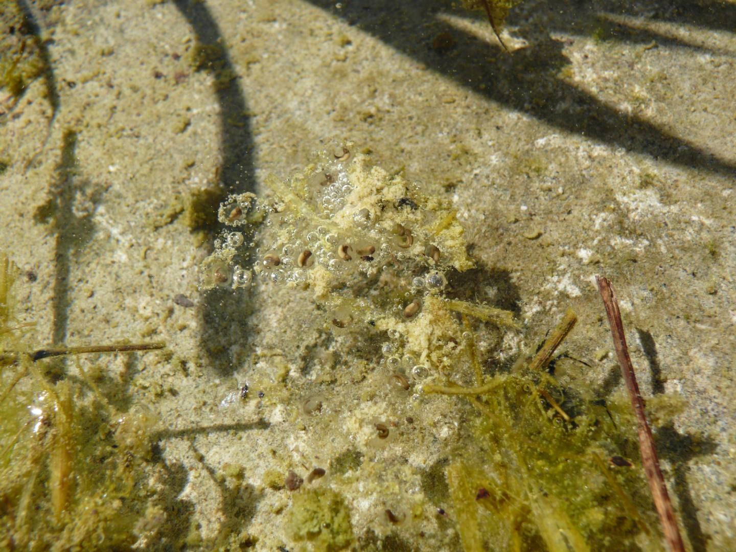 Discoglossus sardus e Pelophylax sp.; abbeveratoio sardo