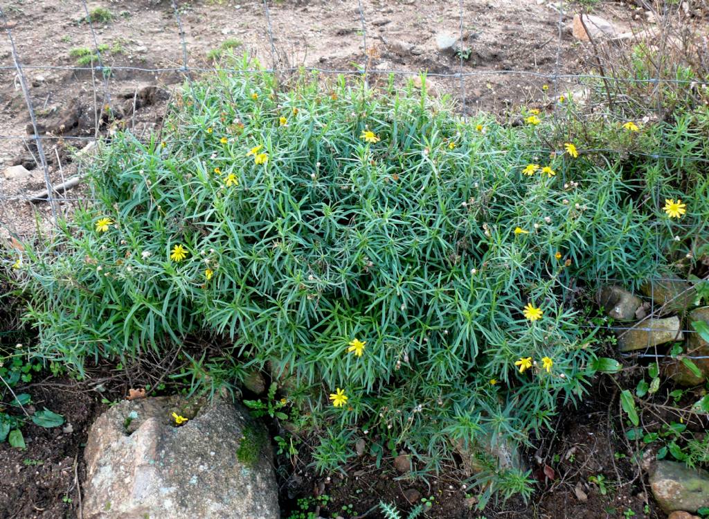 Senecio inaequidens (Asteraceae)