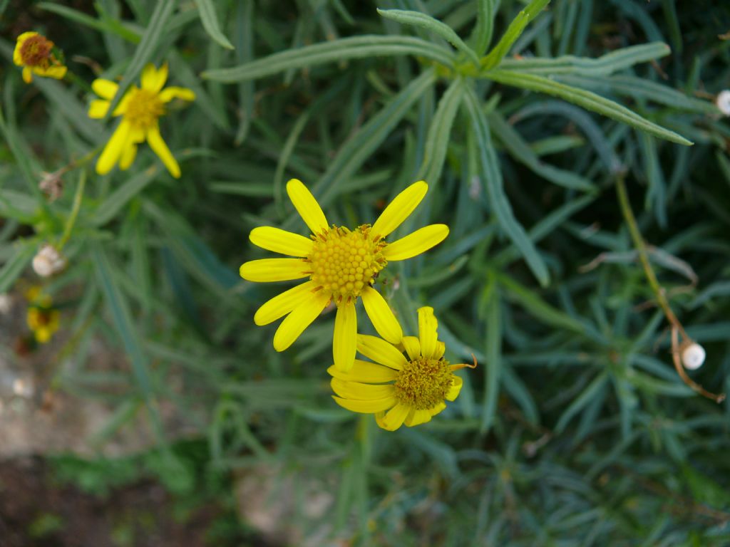 Senecio inaequidens (Asteraceae)