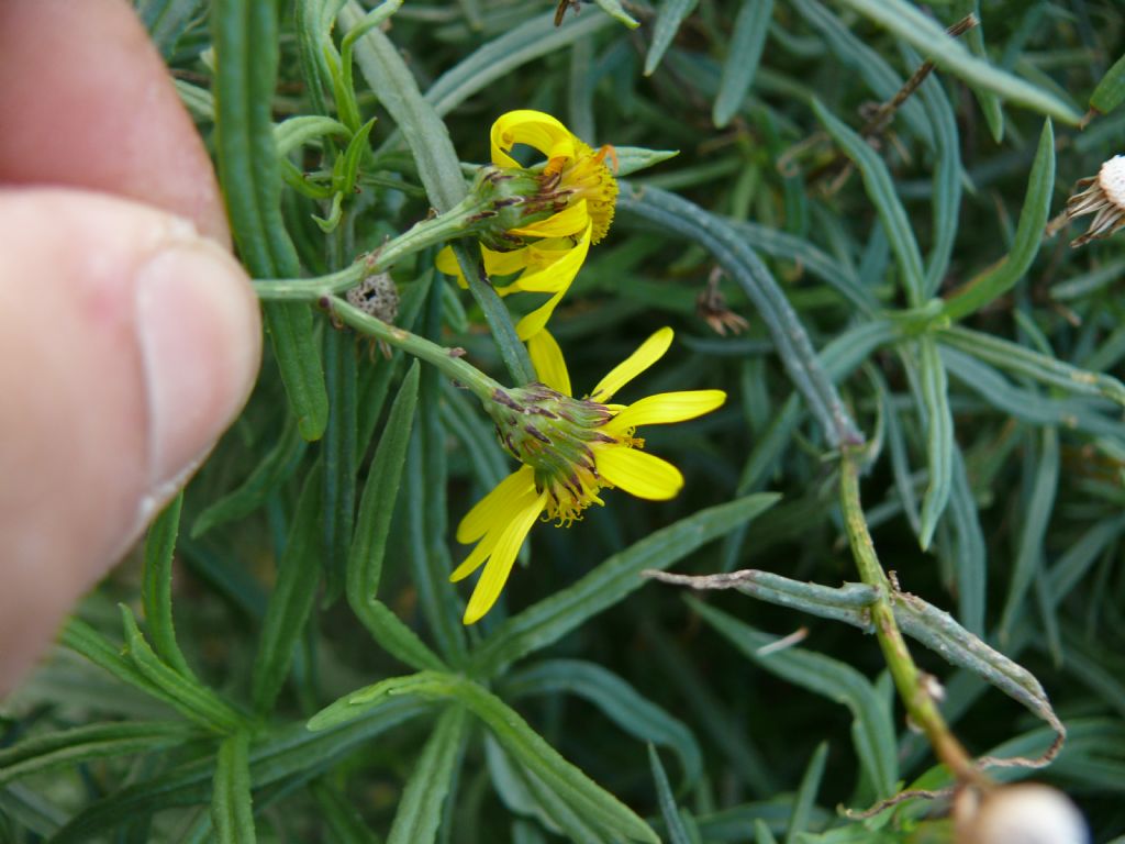 Senecio inaequidens (Asteraceae)