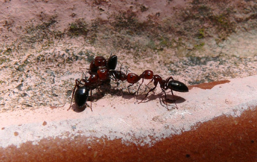 Groviglio di formiche Camponotus lateralis