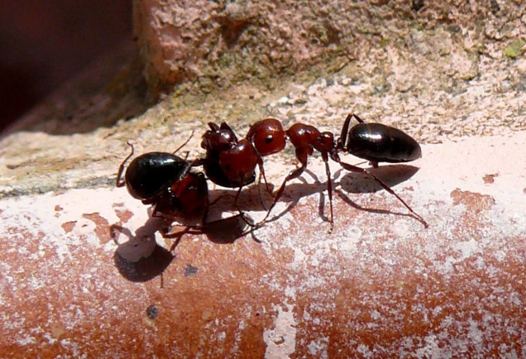 Groviglio di formiche Camponotus lateralis