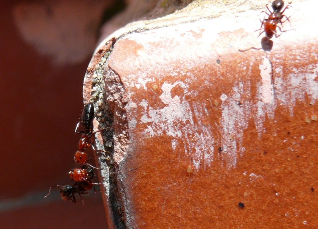 Groviglio di formiche Camponotus lateralis