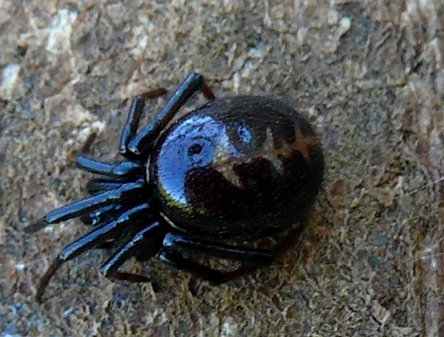 Latrodectus tredecimguttatus? No. S. paykulliana - Sassari