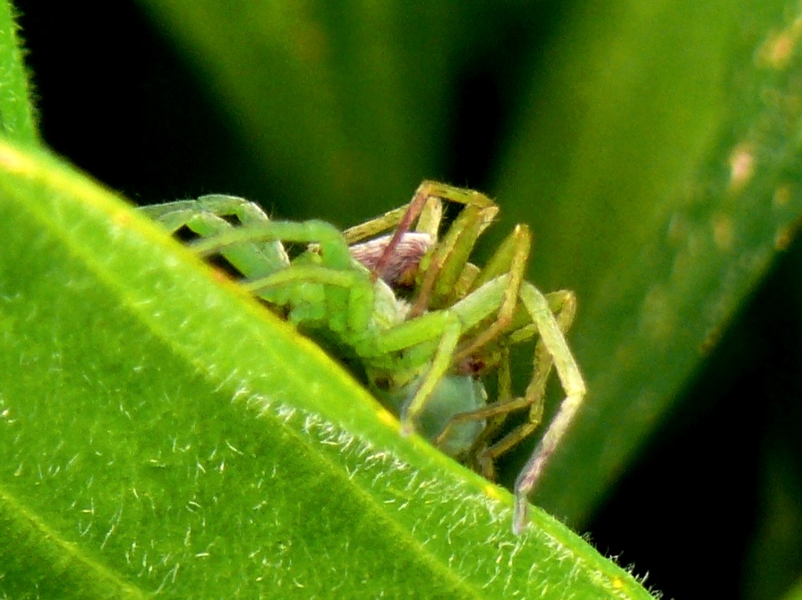 Accoppiamento Micrommata ligurina - Nulvi (SS)