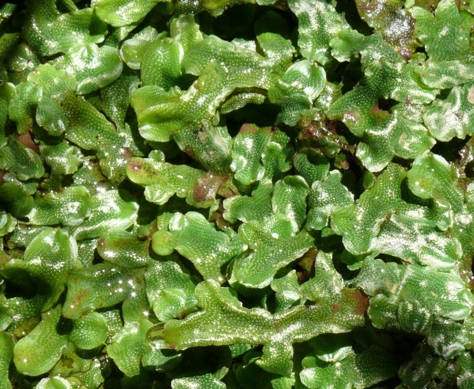 Selaginella denticulata / Selaginella denticolata