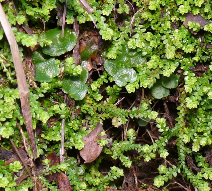 Selaginella denticulata / Selaginella denticolata