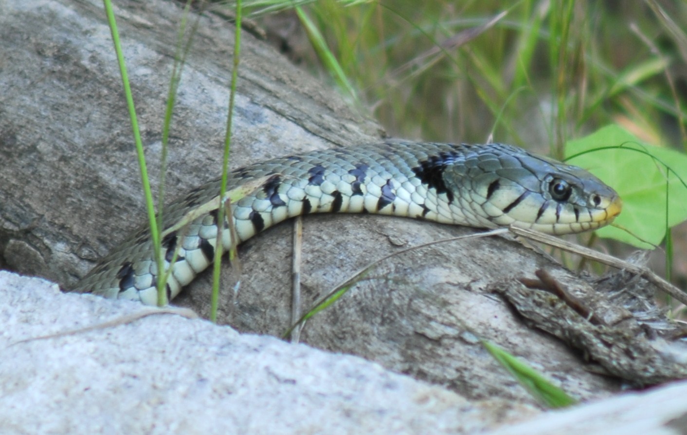 Cannibalismo nella specie Hierophis viridiflavus