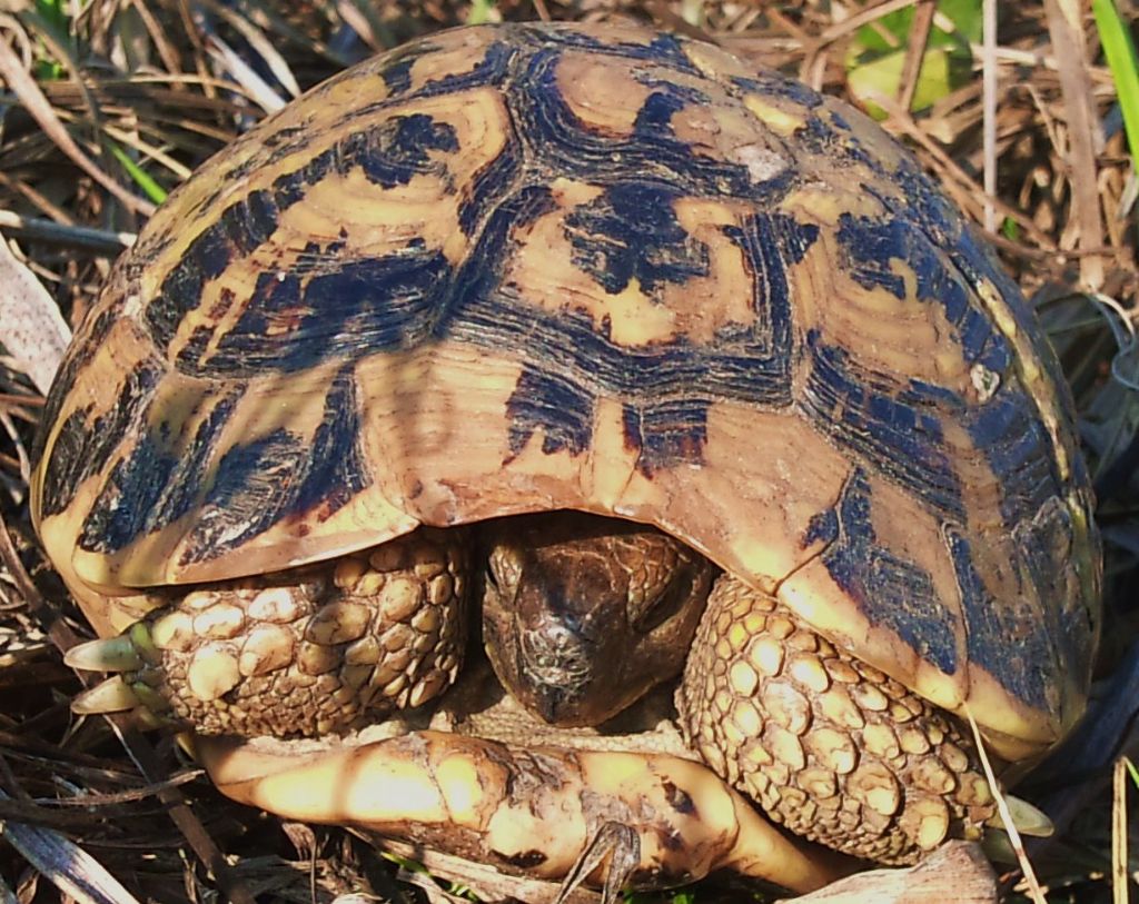 Testudo hermanni