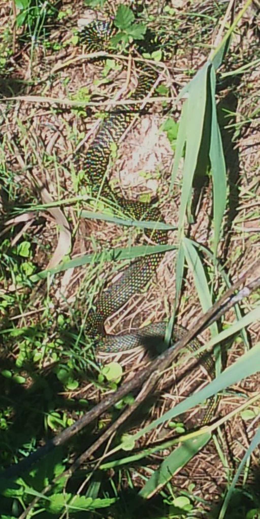 Un signor bestione vero viridiflavus