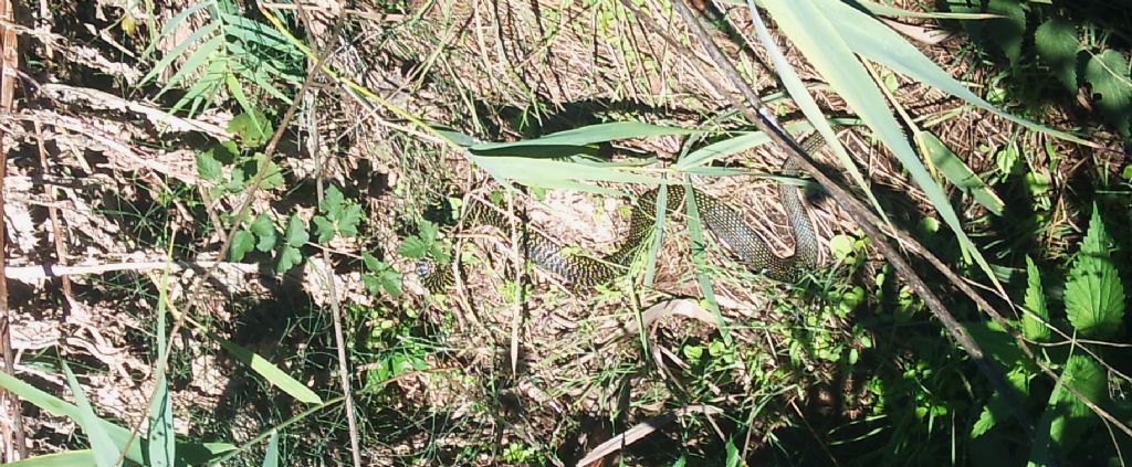 Un signor bestione vero viridiflavus