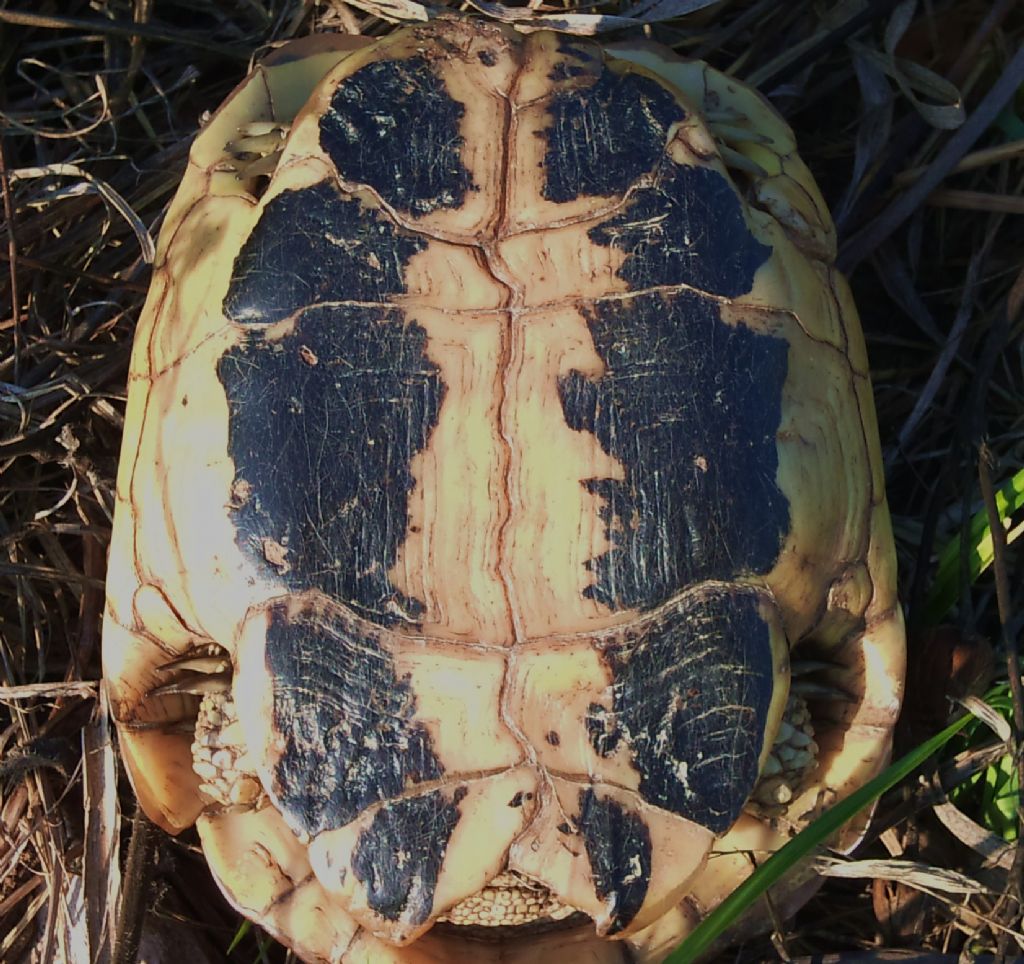 Testudo hermanni