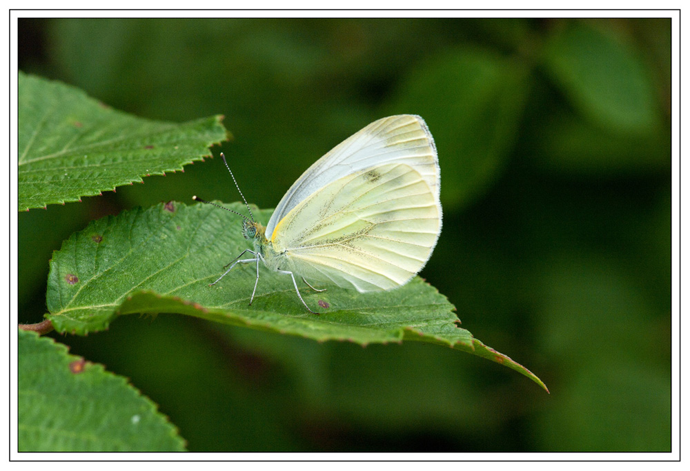 Pieris napi ?  S