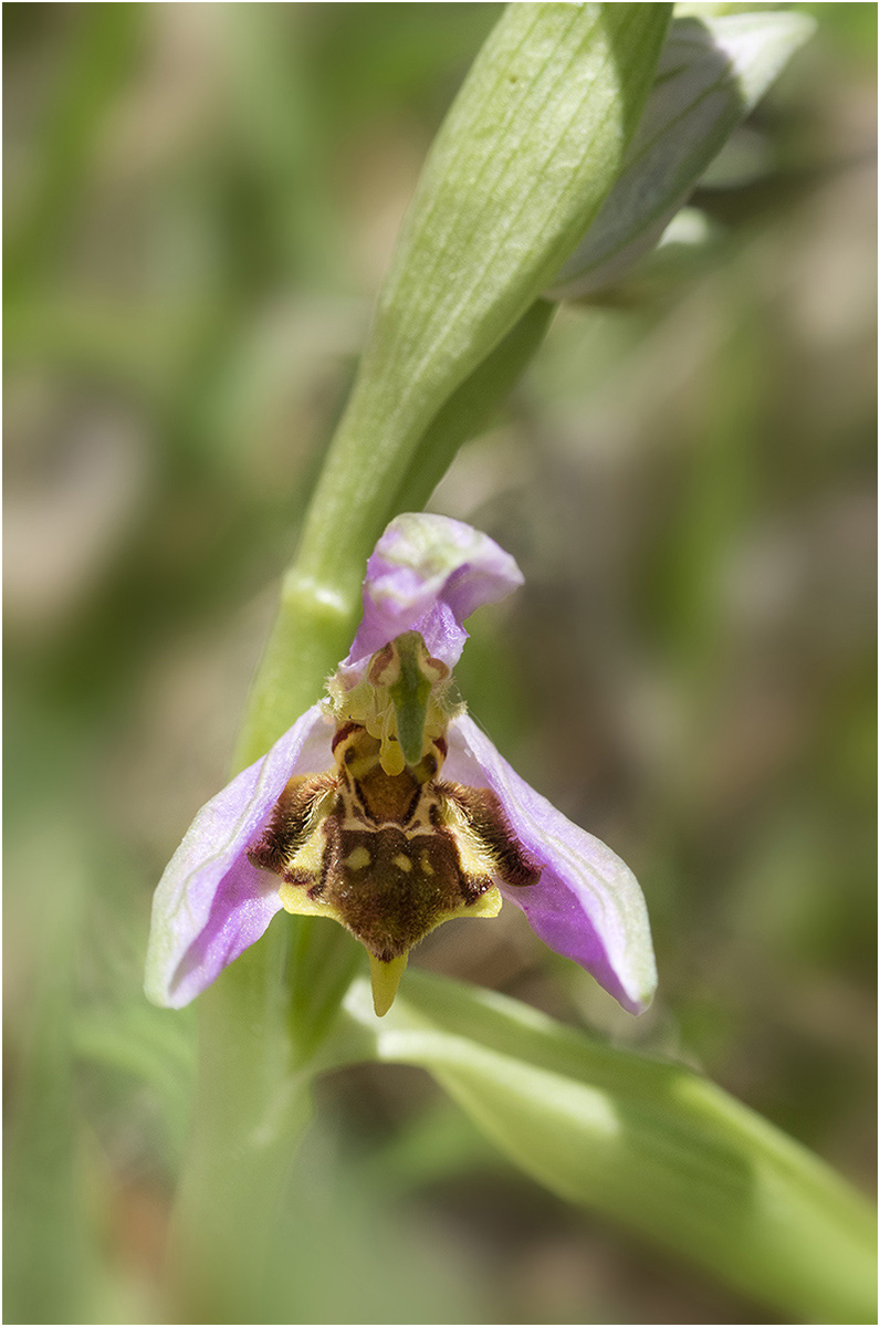 Apifera strana