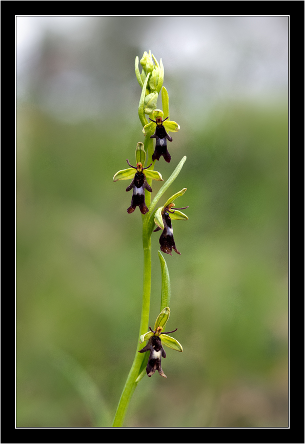 Ophrys insectifera