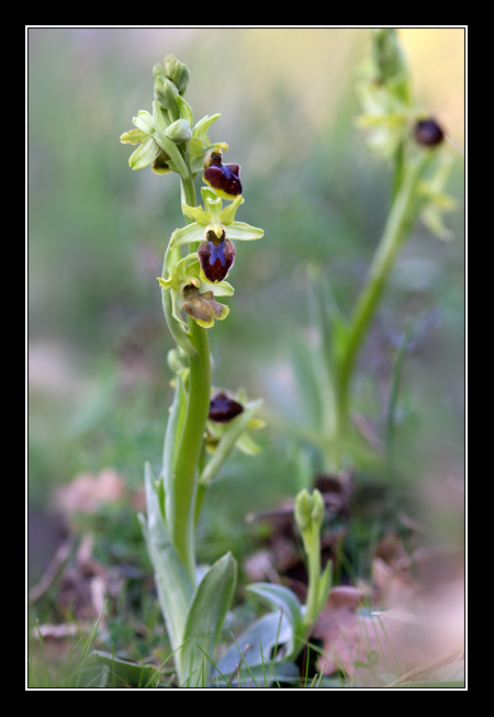 Ophrys sphegodes