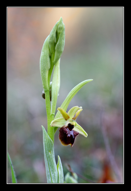 Ophrys sphegodes