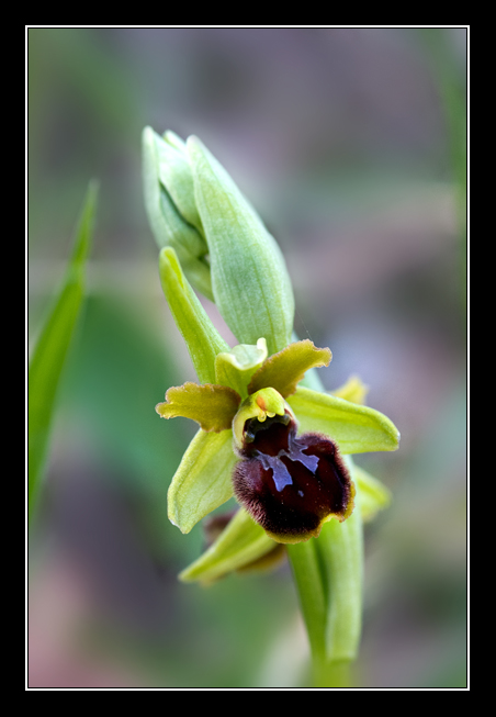 Ophrys sphegodes