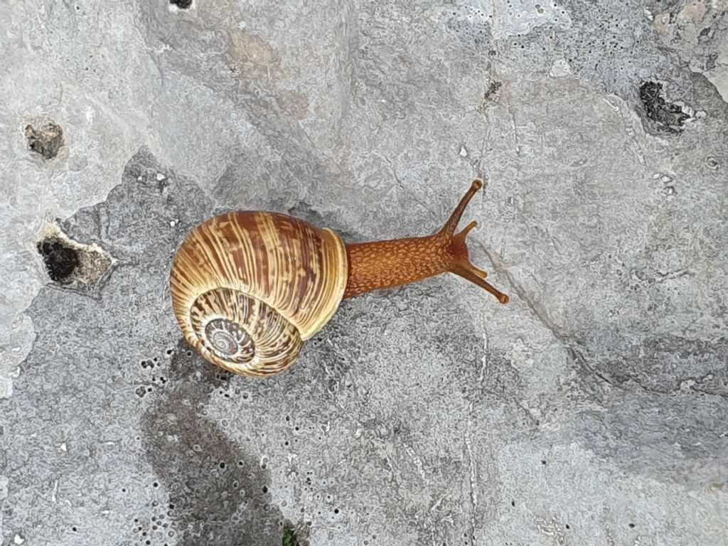 Saluti da Passo San Pellegrino (TN)