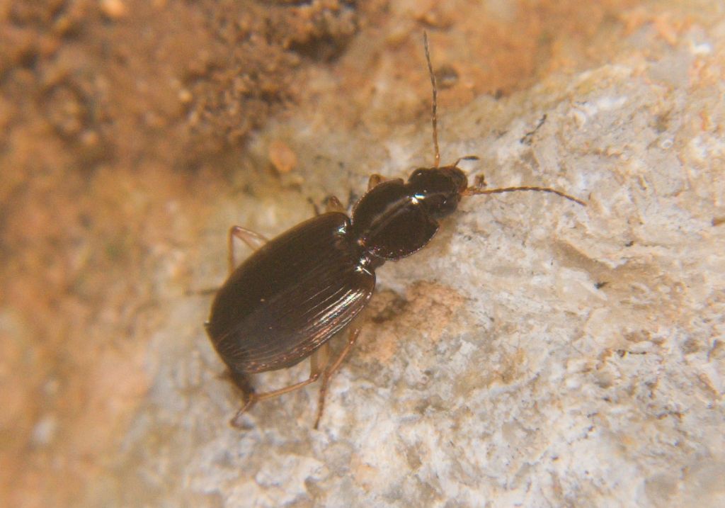 Olisthopus sp., Carabidae