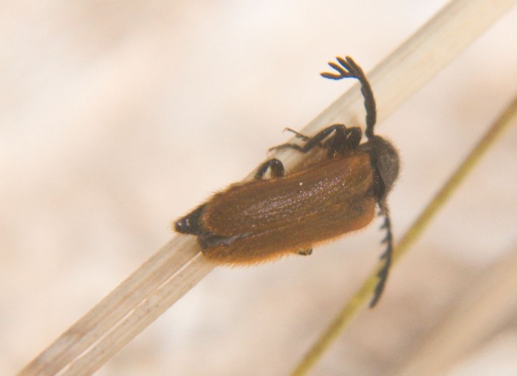 Drilus flavescens - Drilidae