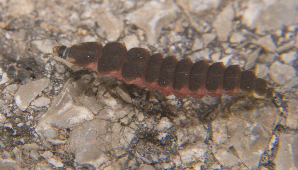 Larva di lucciola da ID