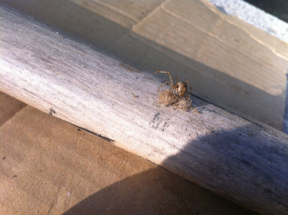 Theridiidae:   Parasteatoda tepidariorum  - Caserta