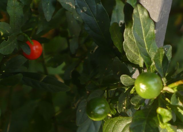 pianta bacche sferiche rosse e verdi- Solanum pseudocapsicum