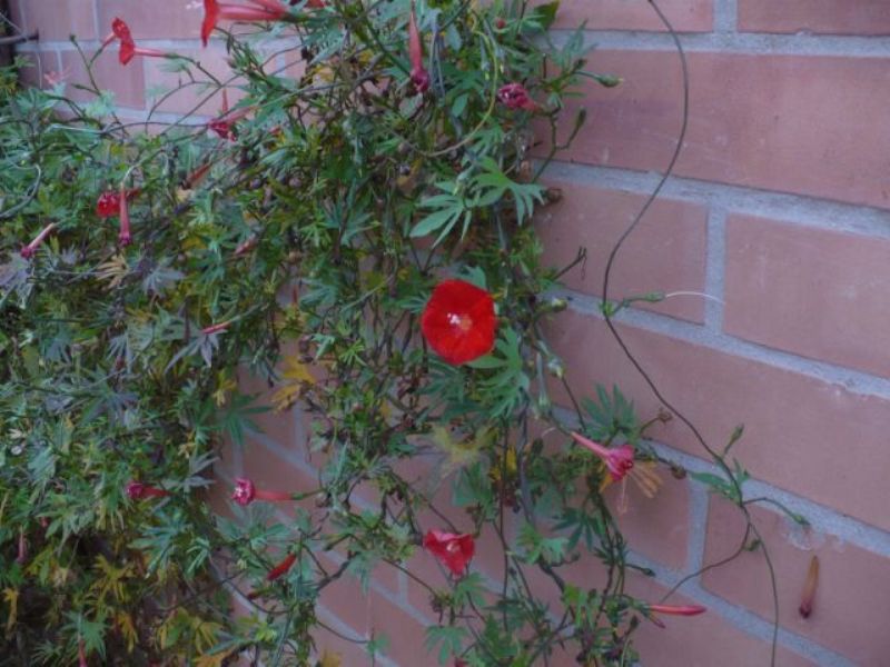 Pianta con fiorellini rossi - Ipomoea  sloteri