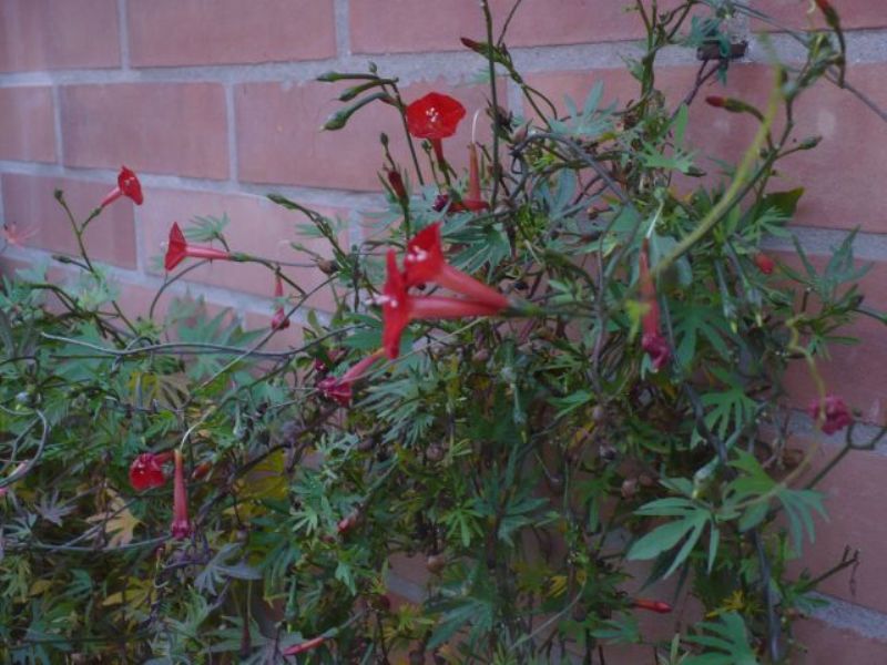 Pianta con fiorellini rossi - Ipomoea  sloteri