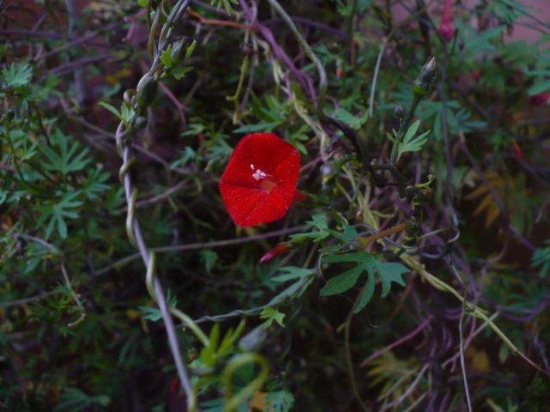 Pianta con fiorellini rossi - Ipomoea  sloteri