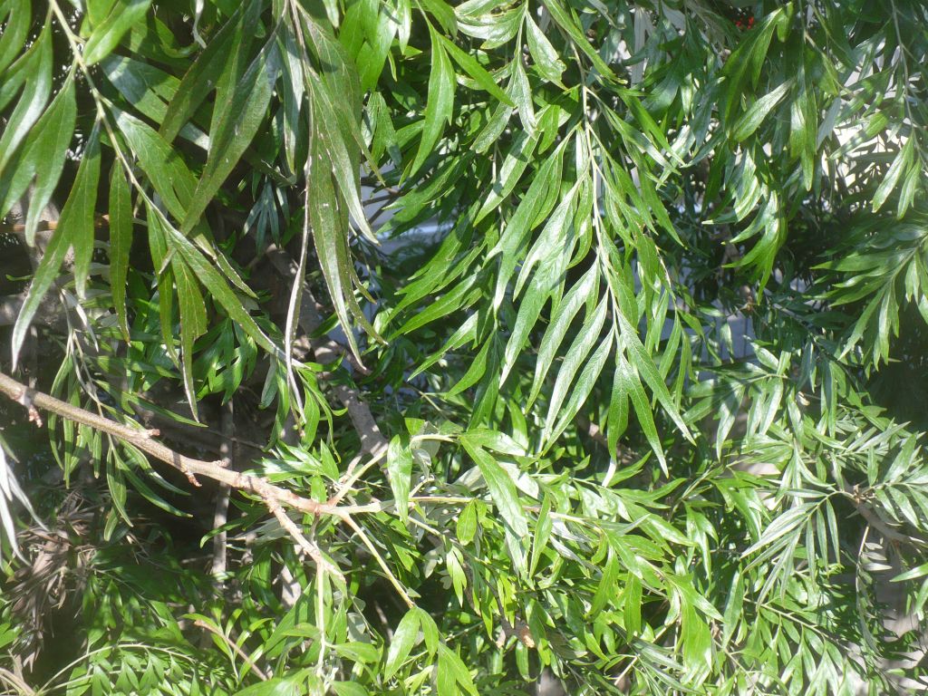 Grevillea robusta (Proteaceae)