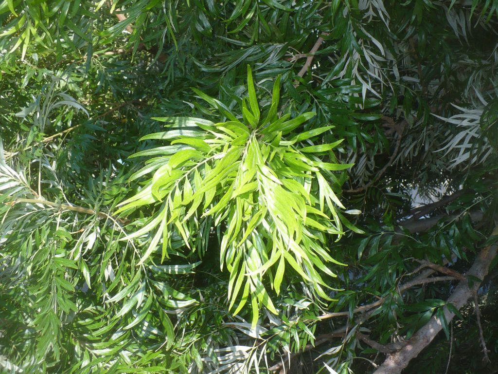 Grevillea robusta (Proteaceae)