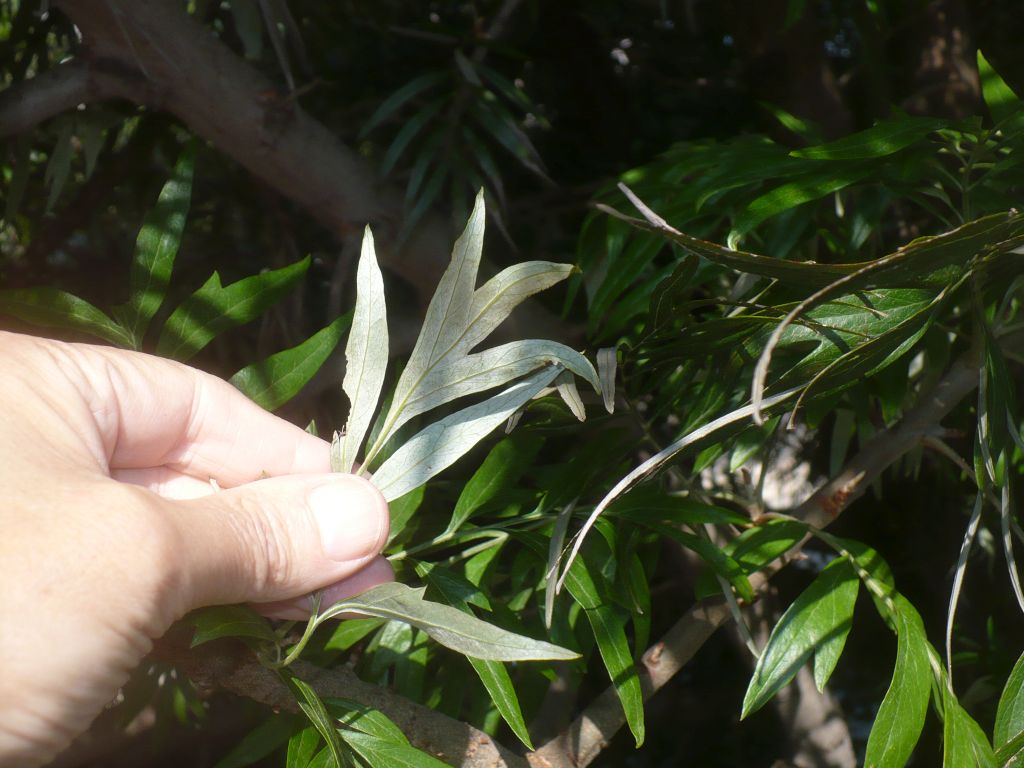 Grevillea robusta (Proteaceae)