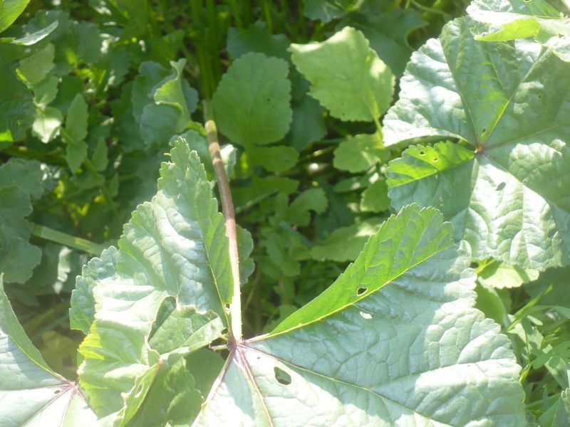 Malva sp.