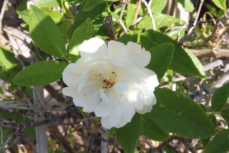 Verbenaceae? Rosa banksiae  var. banksiae (Rosaceae)